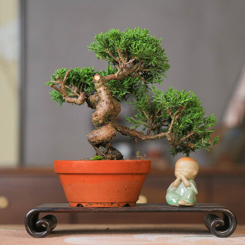 原生济州真柏造型美观好养盆景松柏四季常青绿植神枝一树传三代,淘宝优惠券,粉丝福利购,淘宝优惠卷