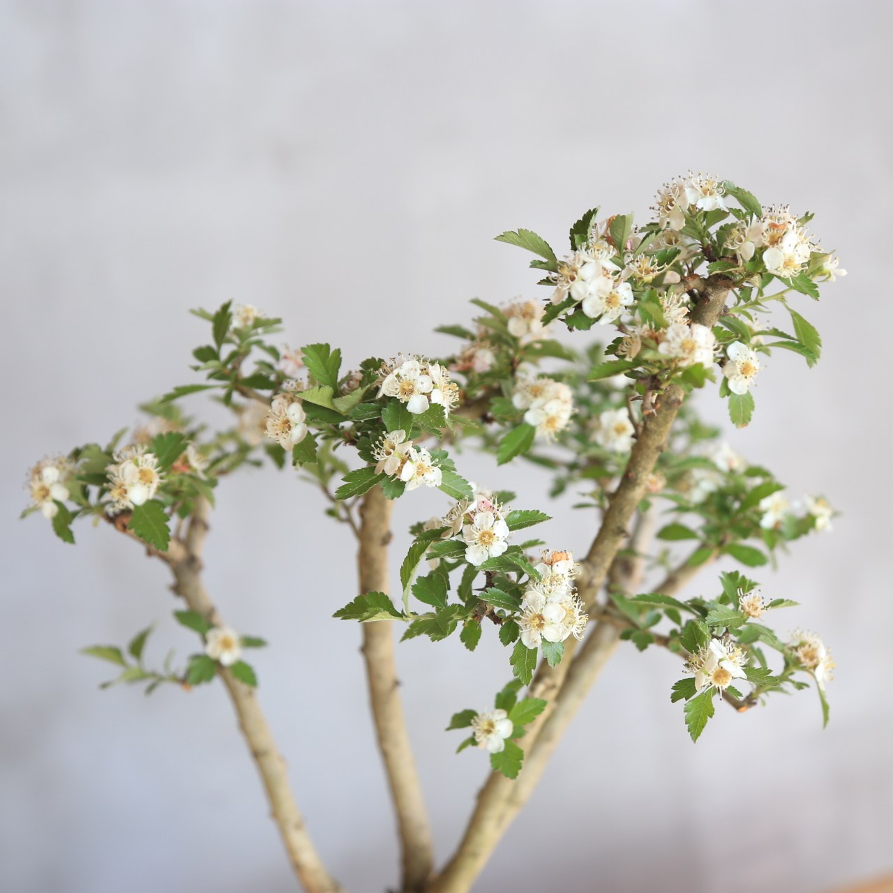 大别山野山楂山里红盆景老桩白花红果绿植盆栽茶室阳台,淘宝优惠券,粉丝福利购,淘宝优惠卷