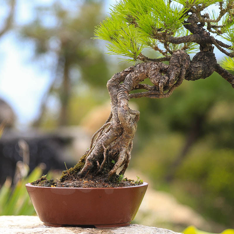 孤品矮霸黄山松盆景山采老桩一物一拍精品松树中式盆栽送领导礼物,淘宝优惠券,粉丝福利购,淘宝优惠卷