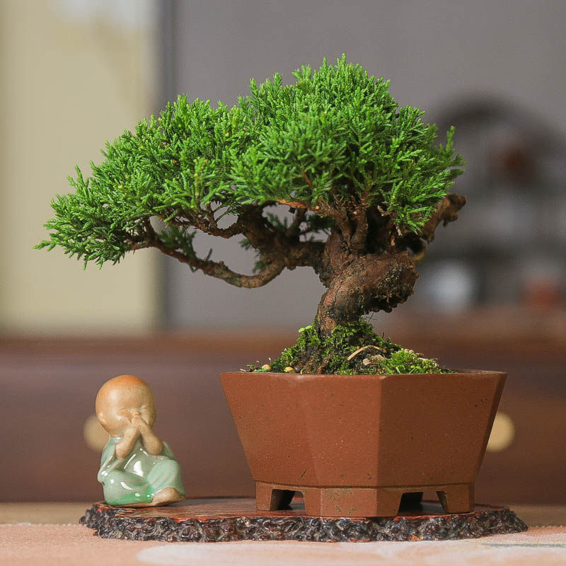 原生济州真柏造型美观好养盆景松柏四季常青绿植神枝一树传三代,淘宝优惠券,粉丝福利购,淘宝优惠卷