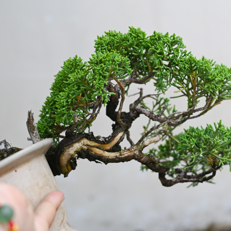 日本济州真柏老桩小叶原生小盆景柏树盆栽崖柏悬崖临水造型掌中宝,淘宝优惠券,粉丝福利购,淘宝优惠卷
