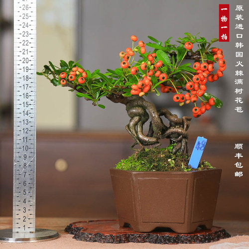 韩国火棘盆景微型植物盆栽小品室内好养悬崖提根造型老桩红果沙棘 - 图2