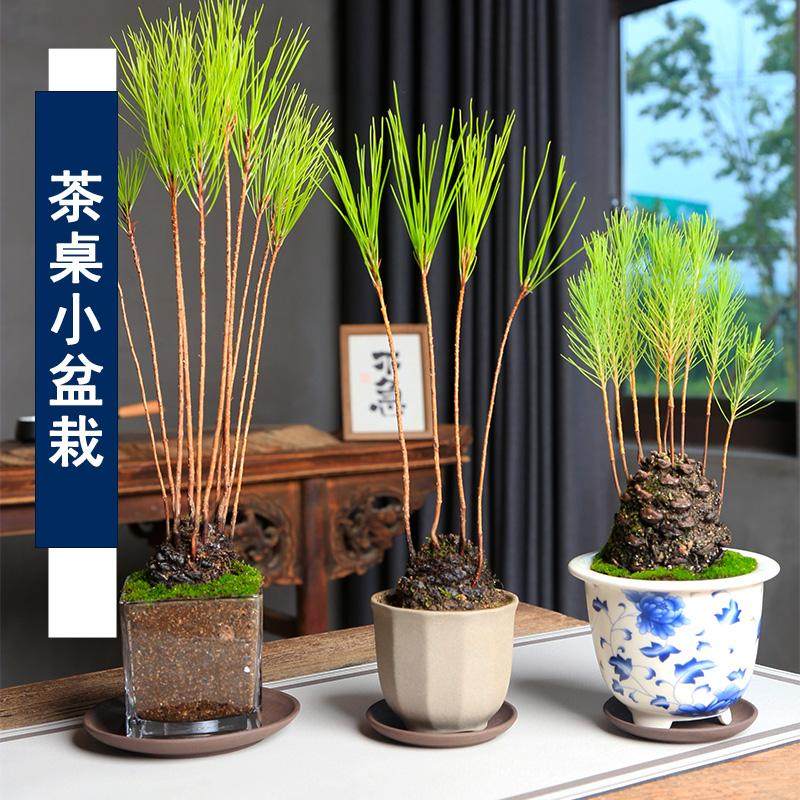 大松果盆栽创意植物迷你手作茶桌摆件微型丛林松树盆景松塔松球,淘宝优惠券,粉丝福利购,淘宝优惠卷