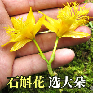 然生石斛花鼓槌石斛花茶非铁皮石斛花茶养生茶干花25g