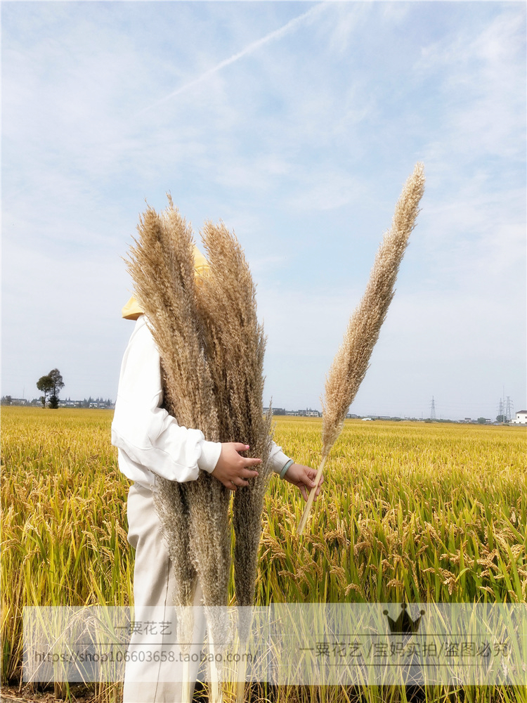 芦竹花干花新品芦苇干花装饰插花橱窗婚庆客厅拍摄花束摆设道具-图3