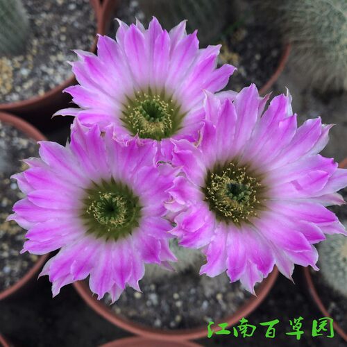 鹿角柱属  华尔兹ECHINOCEREUS websterianus  实生球 - 图1