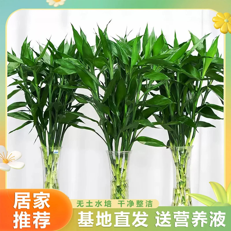 【基地直发】鸿运竹富贵竹混搭  文昌竹观音竹绿植花卉四季水养,淘宝优惠券,粉丝福利购,淘宝优惠卷