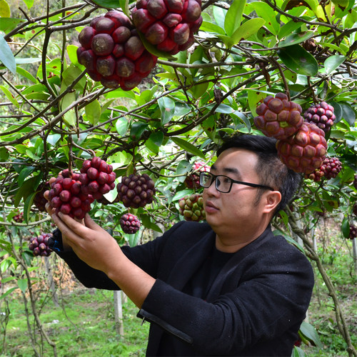 黑老虎树苗布福娜种苗大血藤冷饭团恶魔果实大苗带发货 当年 庭院 - 图2