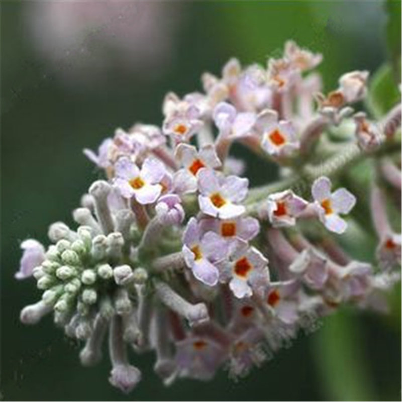 植物染料黄饭花黄香花五彩米植物花米饭黄色米植物500g