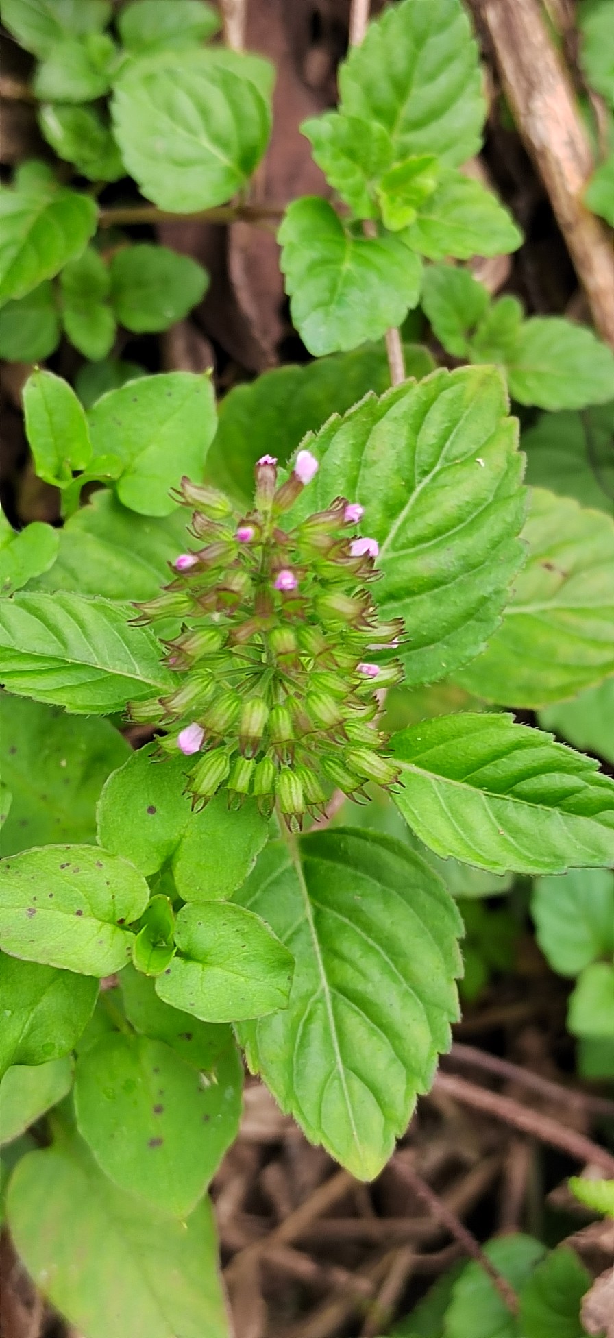 风轮菜蜂窝草节节草苦地胆熊胆草九层塔落地梅花九塔草现挖现发 - 图0