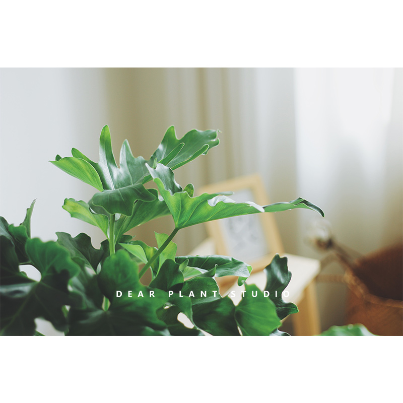 亲爱的绿植春羽蔓绿绒北欧绿植盆栽室内好养耐阴净化空气客厅植物-图2