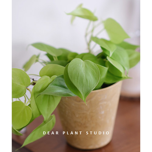 亲爱的绿植 柠檬汁蔓绿绒ins风小众美感室内桌面垂感观叶盆栽植物 - 图1