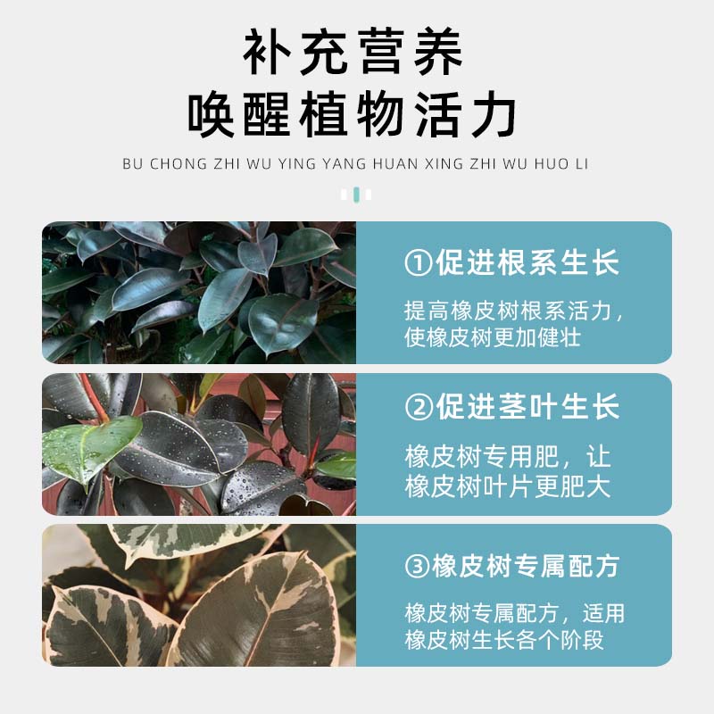 橡皮树叶子发黄干枯专用营养液黑金刚肥料专用肥叶片发软下垂卷叶 - 图1