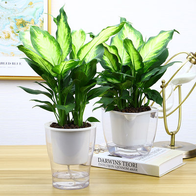 花叶万年青银皇后盆栽花卉室内净化空气吸甲醛桌面植物粉黛万年青 虎窝淘