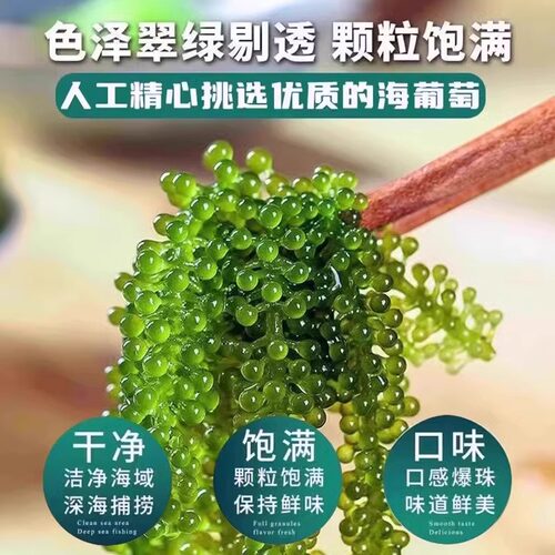 海葡萄儿童即食官方新鲜旗舰店盐渍鱼子酱孩搭海带草丝海藻裙带菜 - 图2
