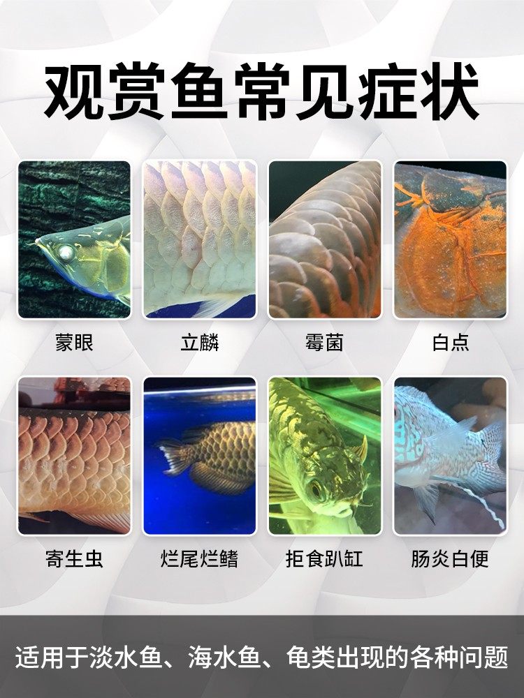 仟湖龙鱼预防观赏鱼魟鱼白点净水霉寄生虫细菌立鳞烂尾烂身鳃蒙眼 - 图1