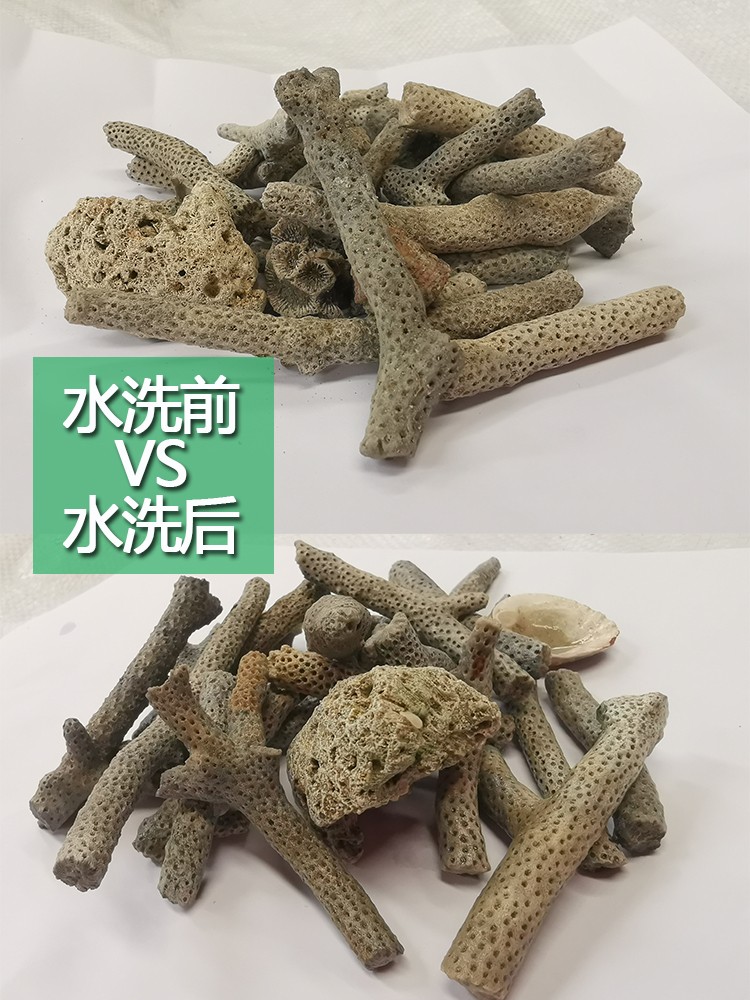 珊瑚骨滤材鱼缸过滤材料鱼池珊瑚石底砂水族箱造景沙稳定净化水质-图2