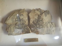 Liaoning Liaoxi Plant Fossil Chaoyang North Ticket Goat Grass Trench Goods Real Price Real Hot River Biota