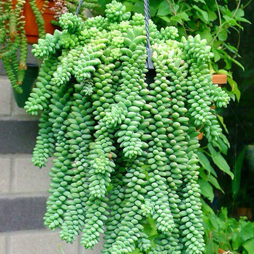 玉坠玉缀多肉植物爆盆彩虹玉坠超大颗绿植盆栽组合防辐射净化空气 - 图3
