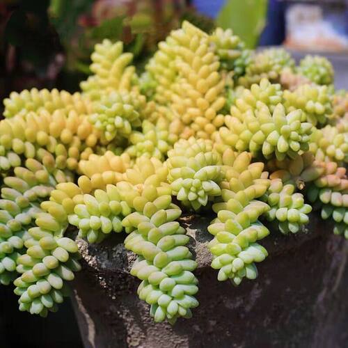 玉坠玉缀多肉植物爆盆彩虹玉坠超大颗绿植盆栽组合防辐射净化空气 - 图1