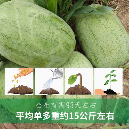 懒汉新红宝西瓜种籽绿皮大果少籽含糖量高春季四季巨型水果种子孑 - 图1