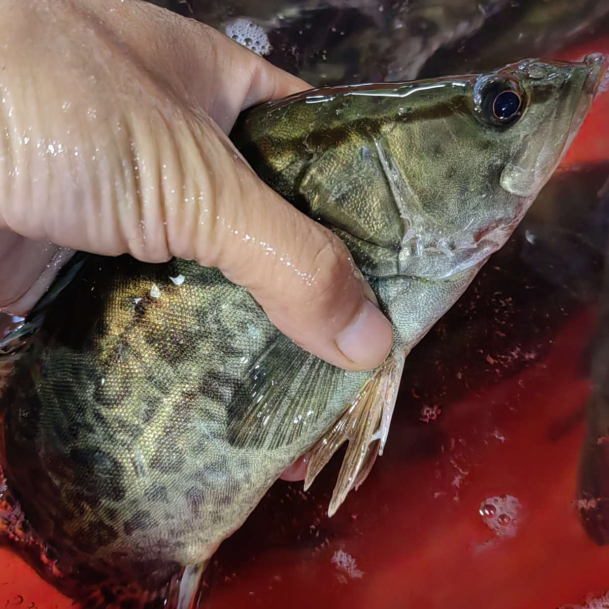 皖南溪流淡水鱼花鳜鱼桂花鱼河流湖泊野鳜鱼鲜活现杀顺丰冰鲜2斤-图2