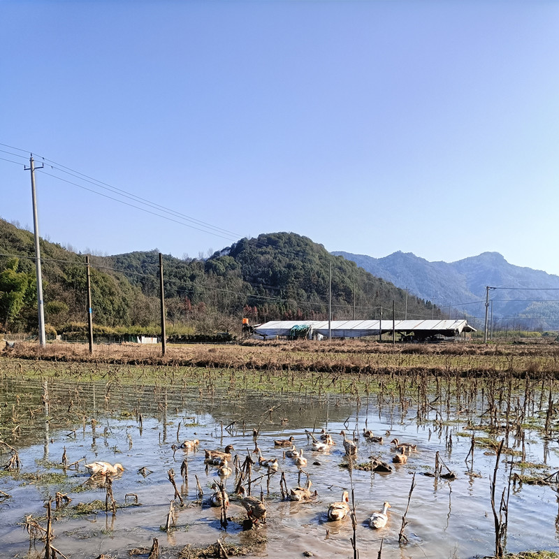 皖南农户放养麻鸭蛋 吃粮食土鸭蛋山区生态散养新鲜现捡笨水鸭蛋 - 图2