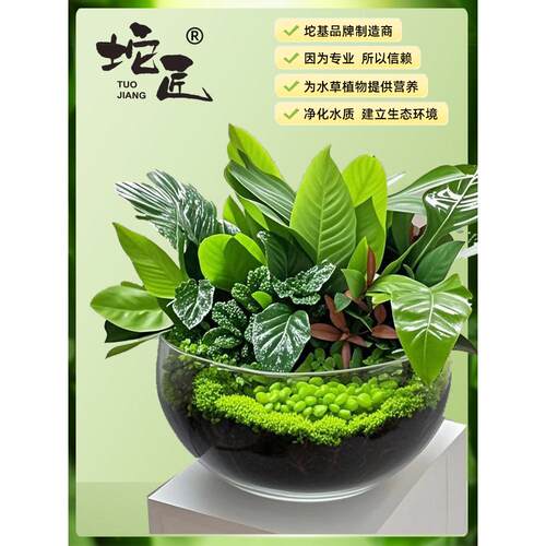 水草定植坨基质植物育苗块扦插块DIY微景观种植土无土种植分种 - 图0