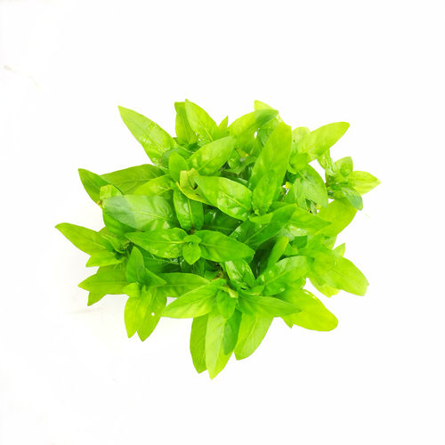 淡水鱼缸装饰活体懒人造景真水草南美叉柱花袖珍青叶柳水下叶坨草
