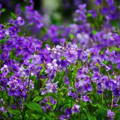 二月兰诸葛菜花种子花籽室外盆栽庭院野花耐阴树下宿根易活多年生 - 图0
