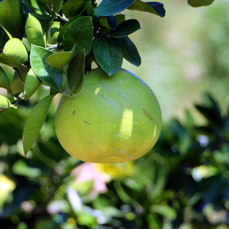 正宗安江冰糖柚5斤大果带箱包邮湖南怀化新鲜水果精品非红心柚子