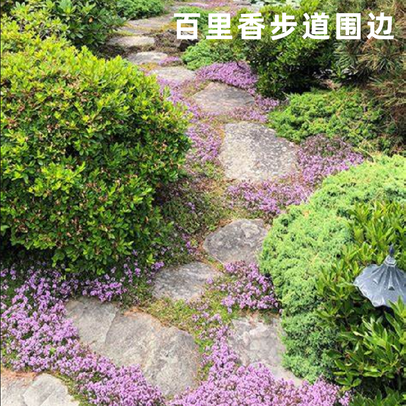 百里香盆栽花卉多年宿根地被围边植物阳台庭院香草烘焙西餐香料 - 图2