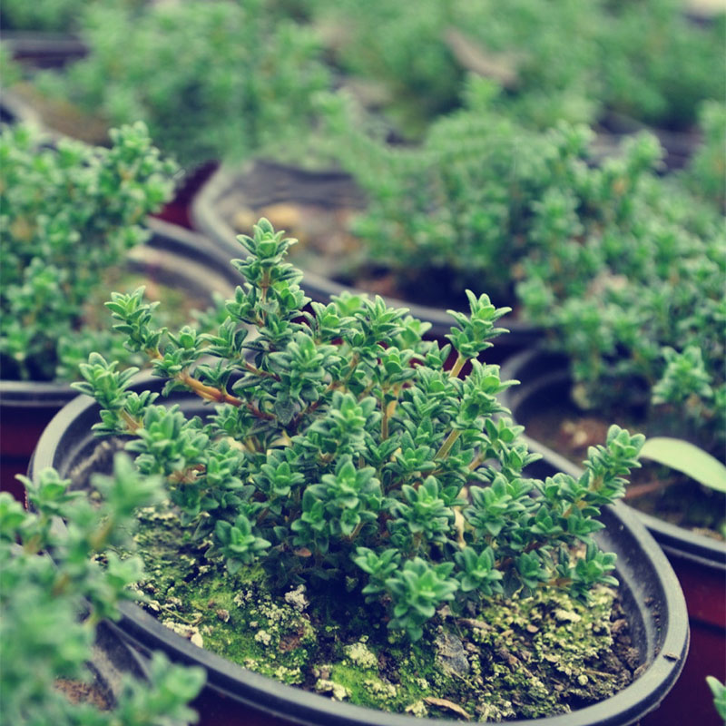 小叶百里香Thyme家庭可食用香草盆栽植物种苗西餐法餐香料提精油-图2