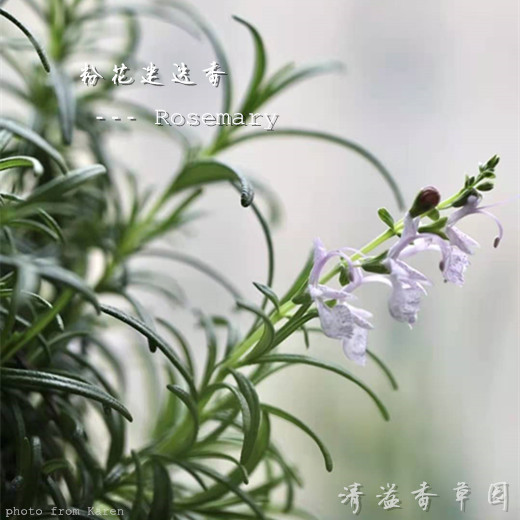 粉花迷迭香 rosemary 迷迭香苗 粉色花 香草绿植 香草料理 可食用 - 图3