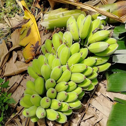 广西正宗苹果蕉粉蕉偏小季节饱满实惠香甜青的发货要催熟蛋蕉 - 图3