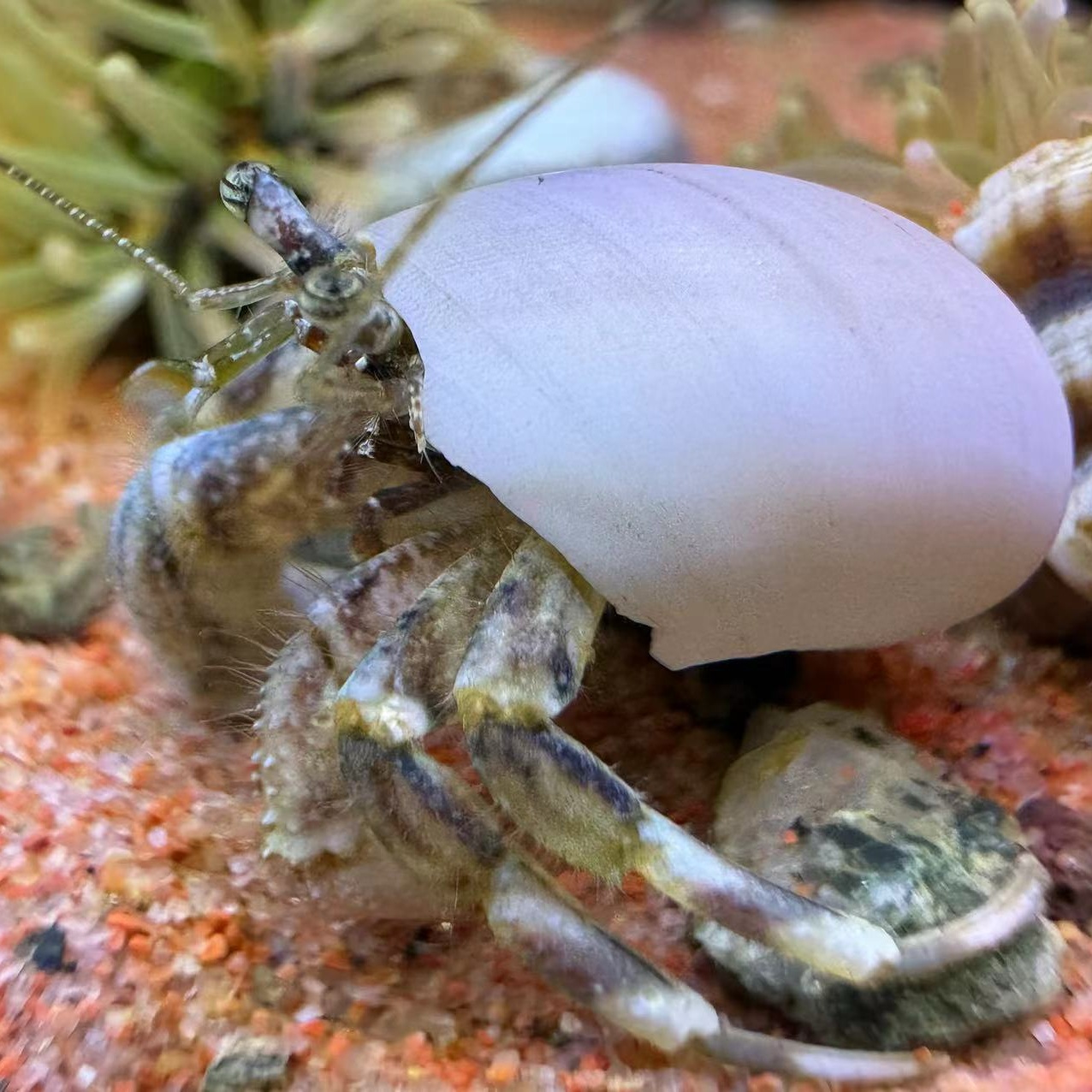 海水生物寄居蟹活体翻砂除藻海水缸观赏丝藻褐藻蓝藻吃残渣深水蟹