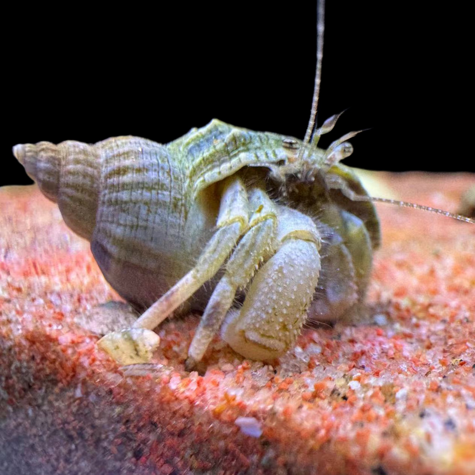 海水生物寄居蟹活体翻砂除藻海水缸观赏丝藻褐藻蓝藻吃残渣深水蟹