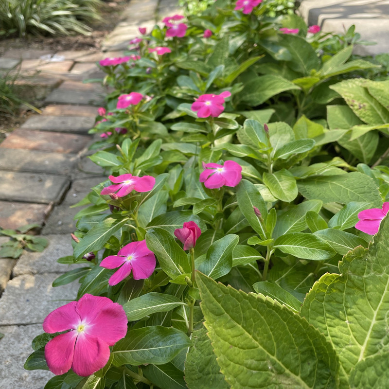 长春花种籽子四季播种开花易活日日春花籽庭院室外阳台盆栽花种子-图1