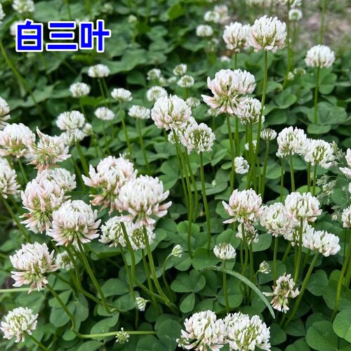 白三叶草种子红三叶草花种籽子车轴草籽四季易种牧草绿肥耐阴草坪 - 图0