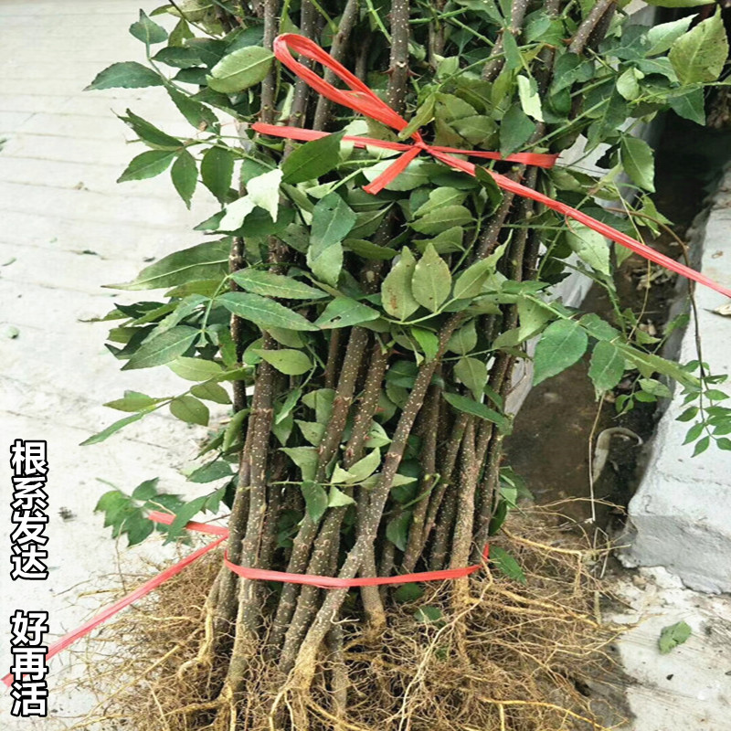 东北花椒树苗耐寒大红袍花椒四川麻椒食用花椒树当年结果地载盆栽