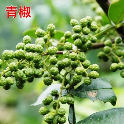 东北花椒树苗耐寒大红袍花椒四川麻椒食用花椒树当年结果地载盆栽