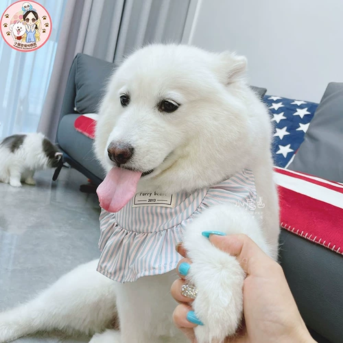 [Маленький хвост питомец] Середина собачья собака милая сатцума золотая маоку водопад ▲ сладкая и сиянская школа