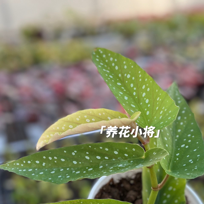 tamaya竹节秋海棠桌面观叶植物阳台好养ins小盆栽|养花小将 - 图2