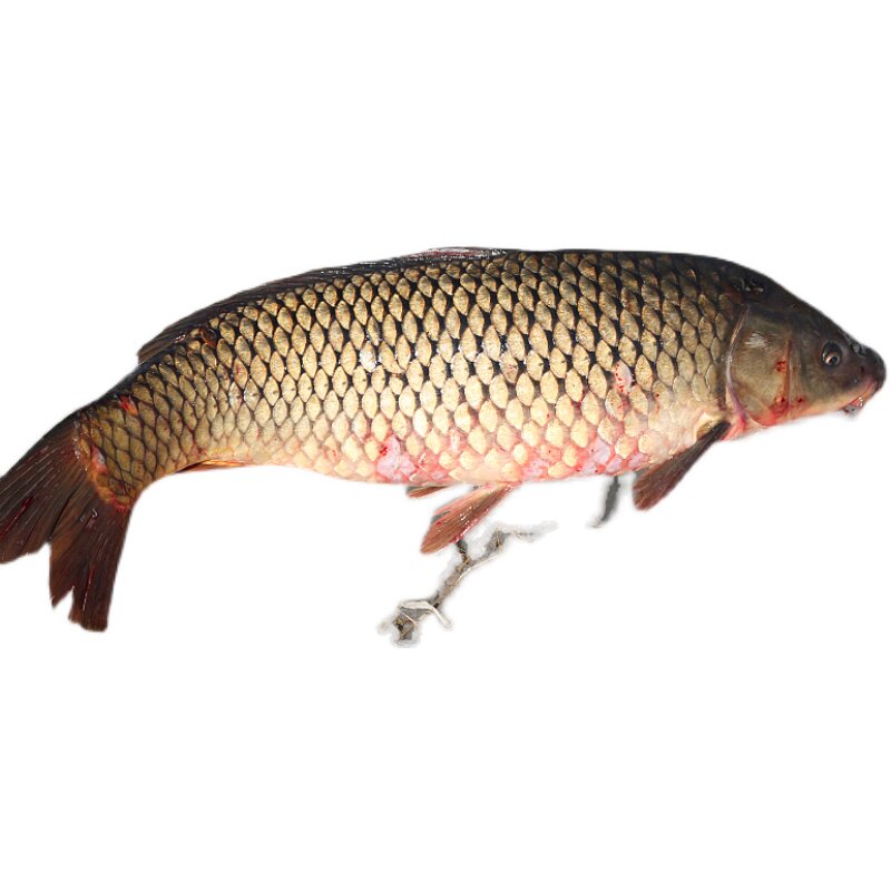 Fresh carp from Miyun farm water source