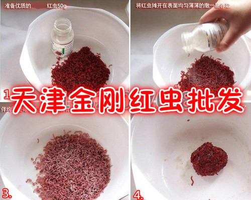 天津鲜活红虫粉黑头特大号公牙子母虫拉饵鱼饵钓鱼饵包邮 - 图3