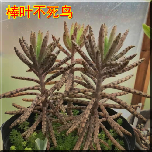 大叶落地生根苗 蕾丝公主多肉 落地生根多肉植物 宽叶不死鸟植物 - 图1