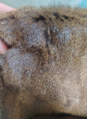 整张松鼠皮毛拼接褥子皮毛一体毯子服装内胆面料手工裘皮毛料制品