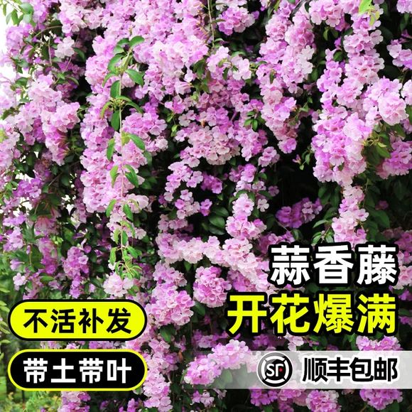 蒜香藤花苗爬藤植物带花苞紫藤盆栽室外庭院耐寒花卉绿植四季开花 - 图0