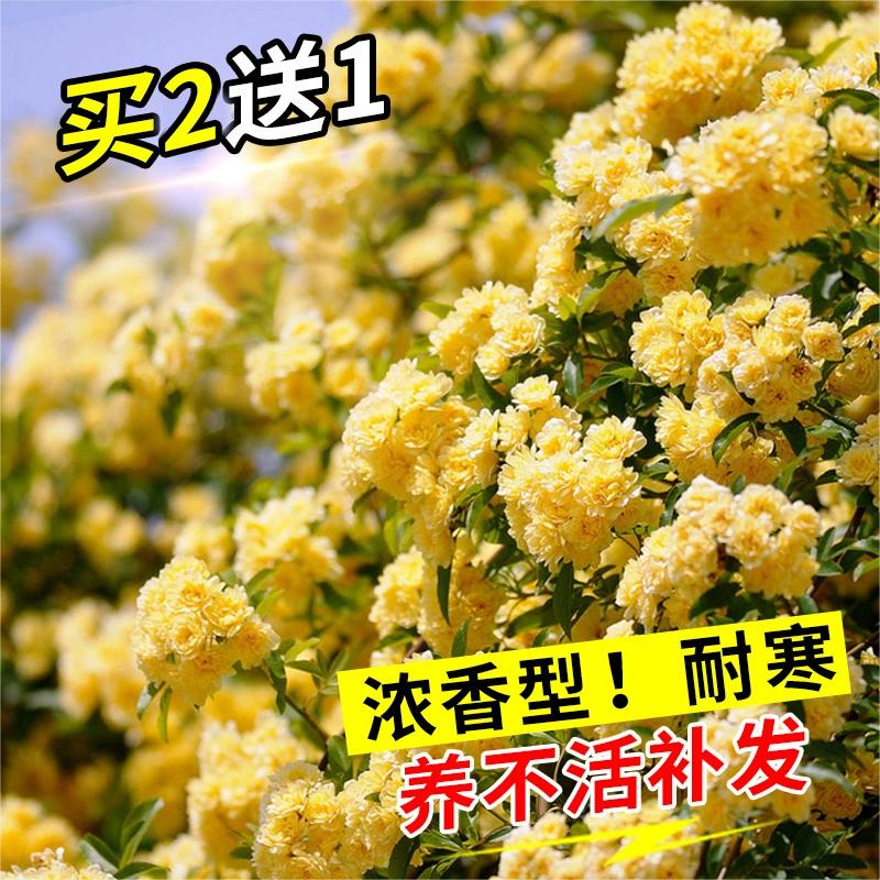 木香花苗爬藤植物室外庭院阳台花卉白木香树苗蔷薇花四季开花盆栽 - 图1