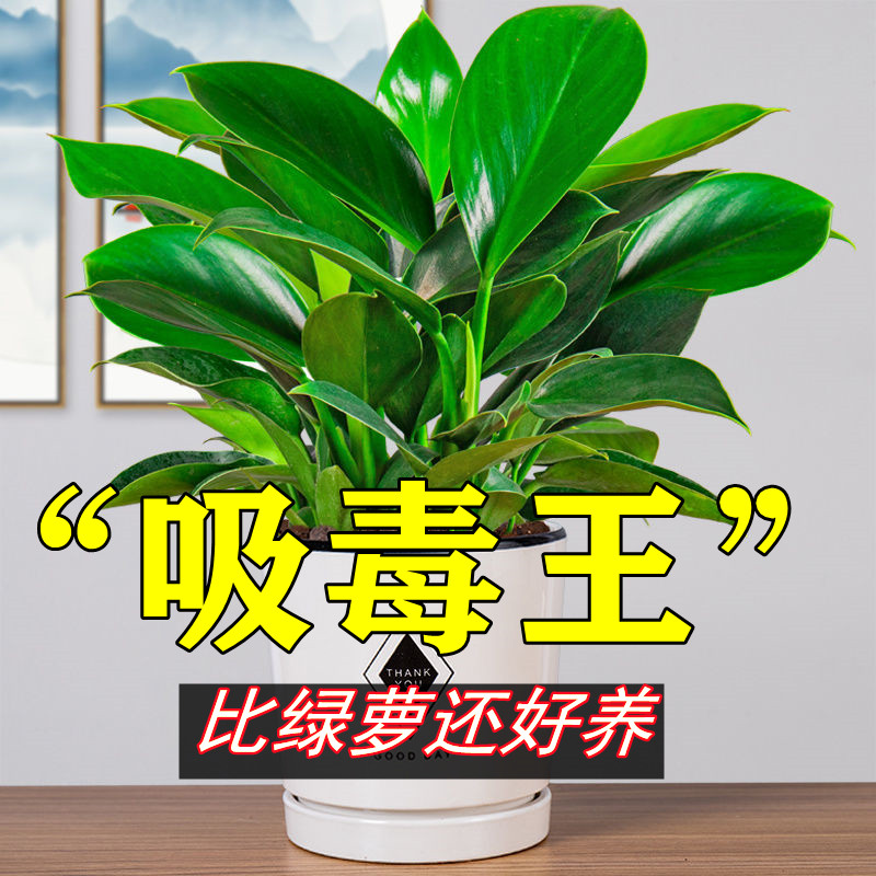 金钻盆栽绿萝室内植物花卉绿植水培万年青四季好养新房大叶绿公主 - 图1